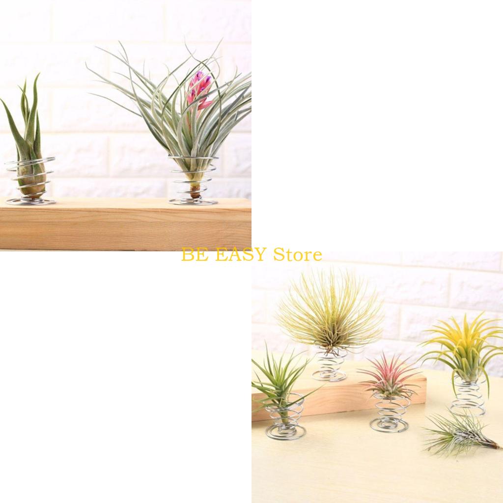 Air Plant Tillandsia - Conjunto E28F 20 plantas tropicais vivas