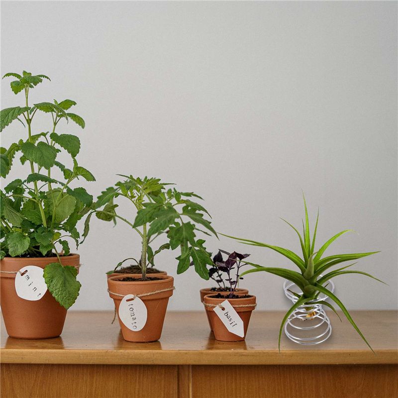Air Plant Tillandsia - Mais Vendido - 6 Peças de