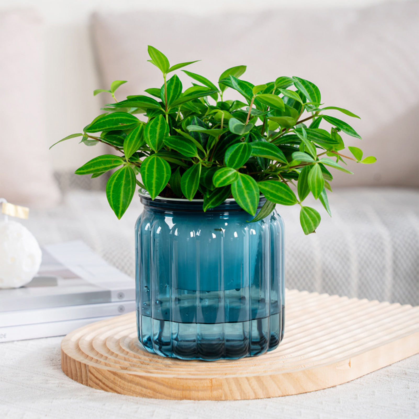 Snake Plant Ceramic - Elegante Self Watering Flowerpot, Delicado Modern