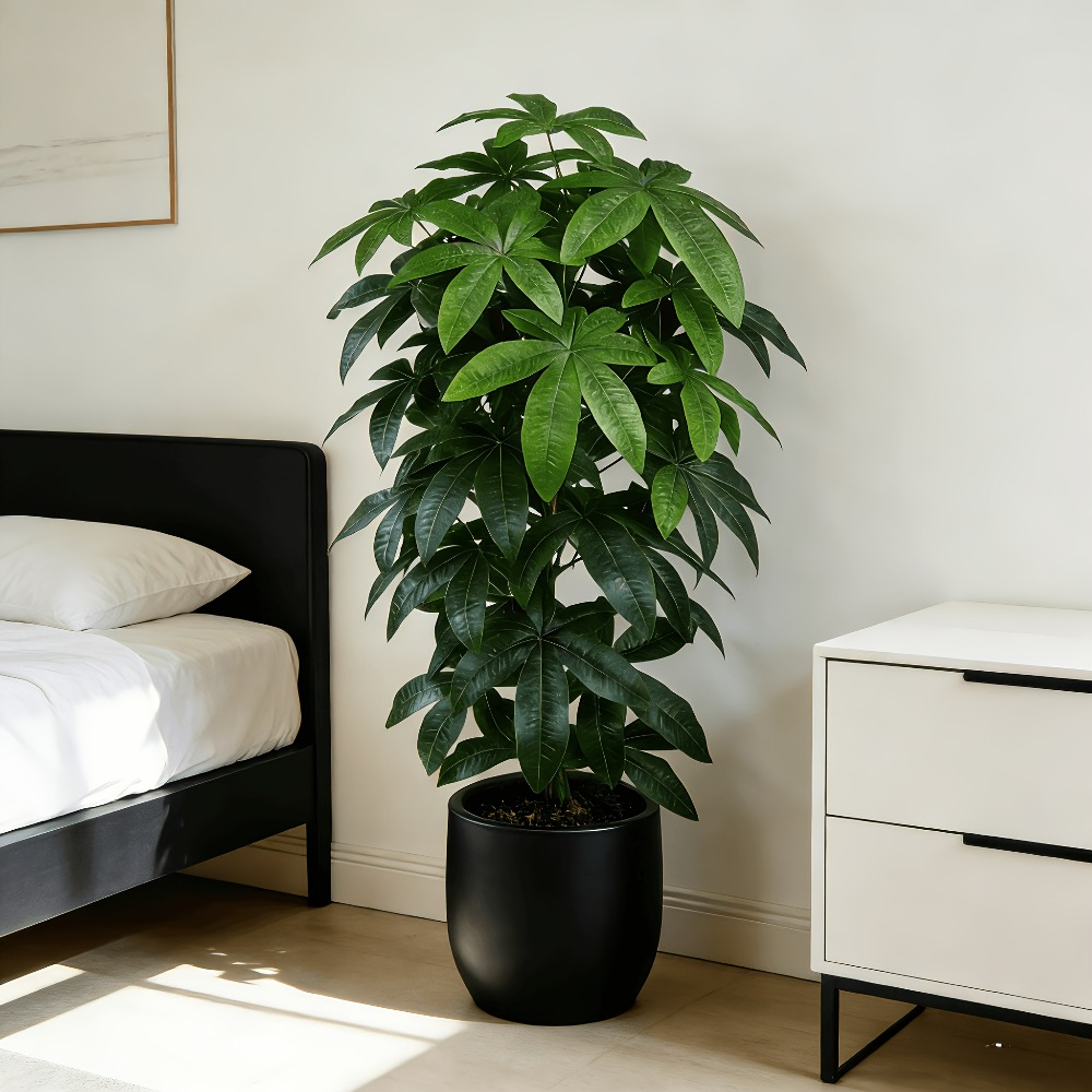 Fiddle Leaf Fig - Árvore do Dinheiro Artificial Pachira Aquatica