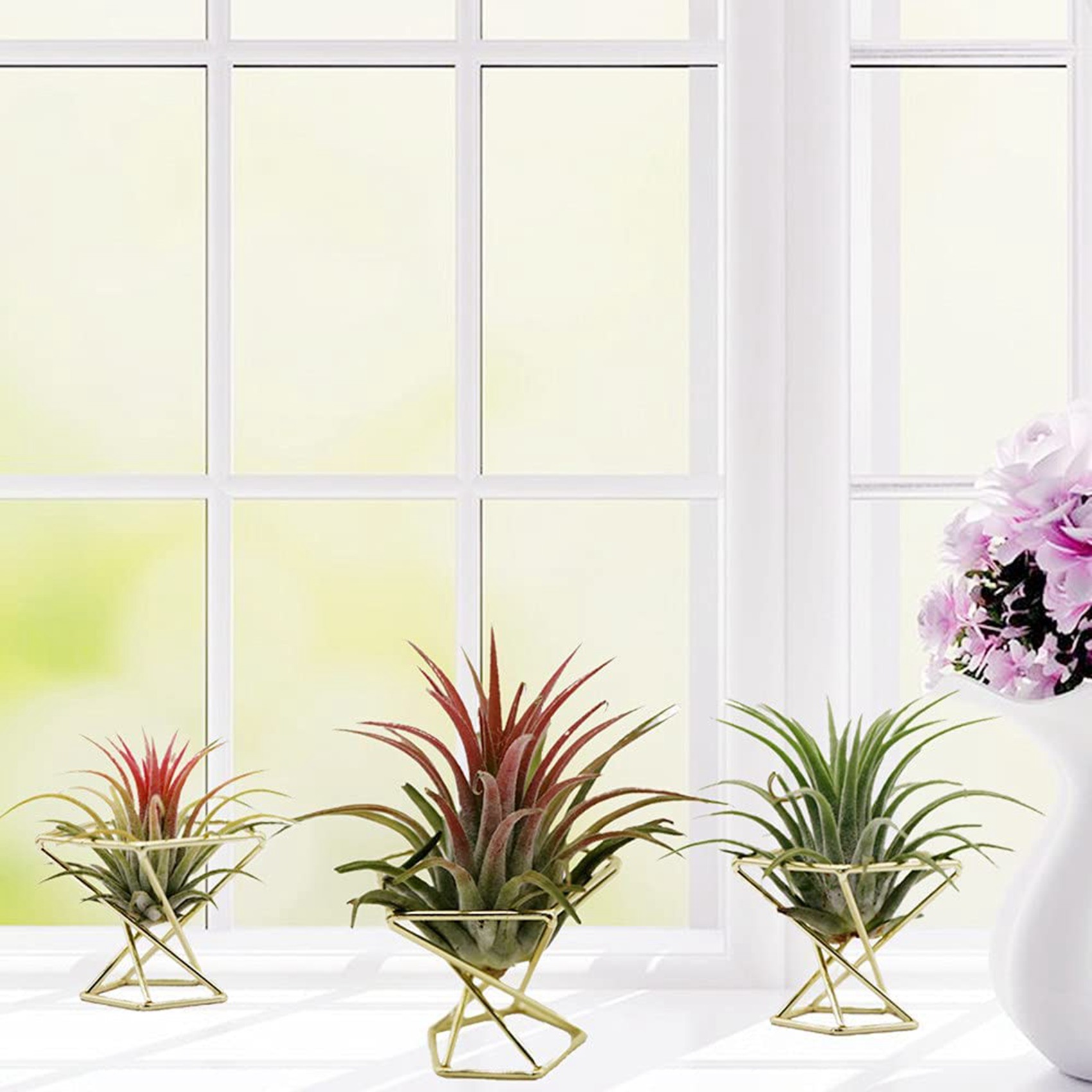 SYW-8 Peças Suporte Geométrico - Air Plant Tillandsia avaliação e preço