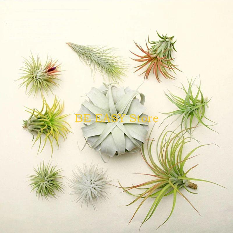 Conjunto E28F 20 plantas tropi - Air Plant Tillandsia avaliação e preço