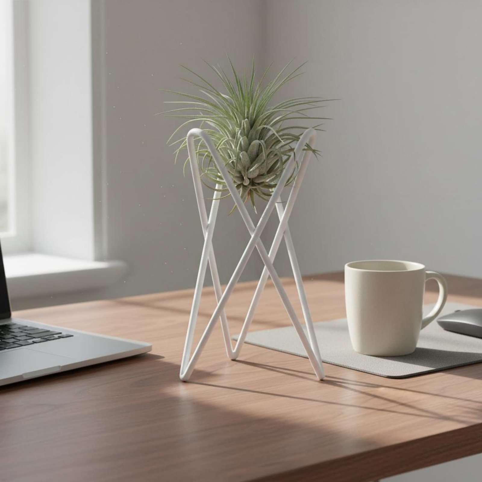Suporte Minimalista para Tilla - Air Plant Tillandsia avaliação e preço