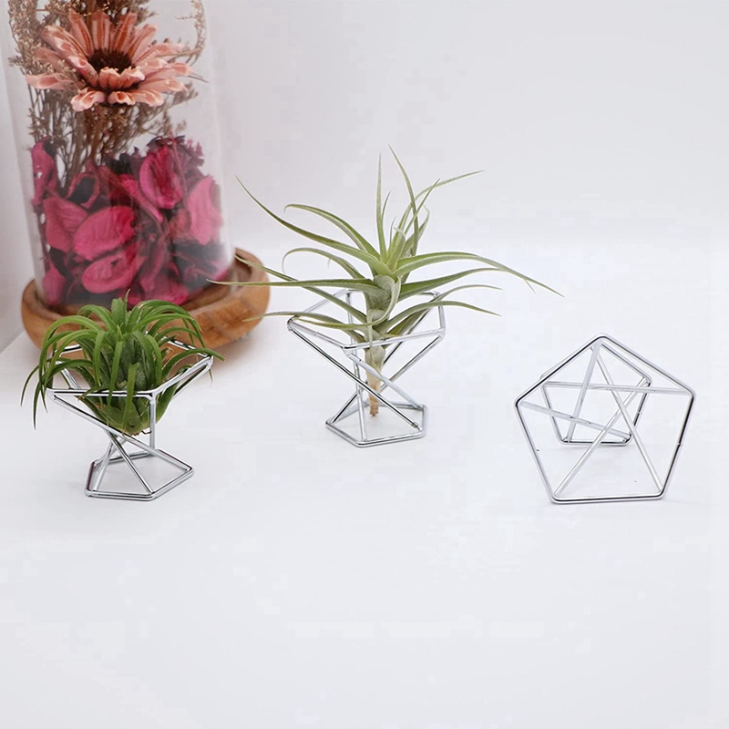 Pacote com 5 Suportes para Pla - Air Plant Tillandsia avaliação e preço