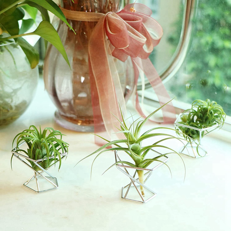 Pacote com 5 Suportes para Pla - Air Plant Tillandsia avaliação e preço