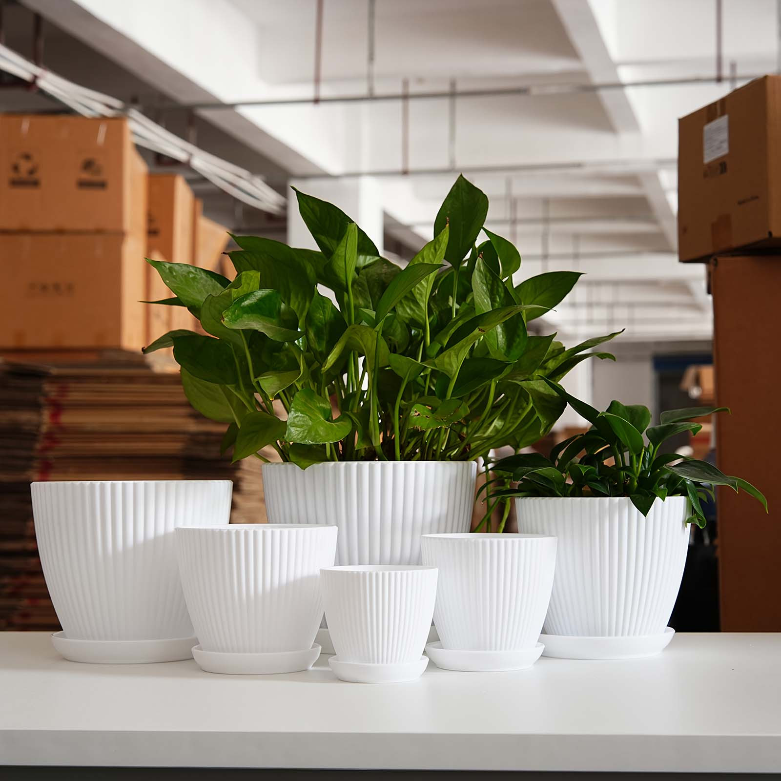 Vaso de Plástico Grosso com Li - Snake Plant Ceramic avaliação e preço