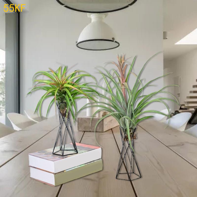 55kf Nórdico Planta ar nórdica - Air Plant Tillandsia avaliação e preço
