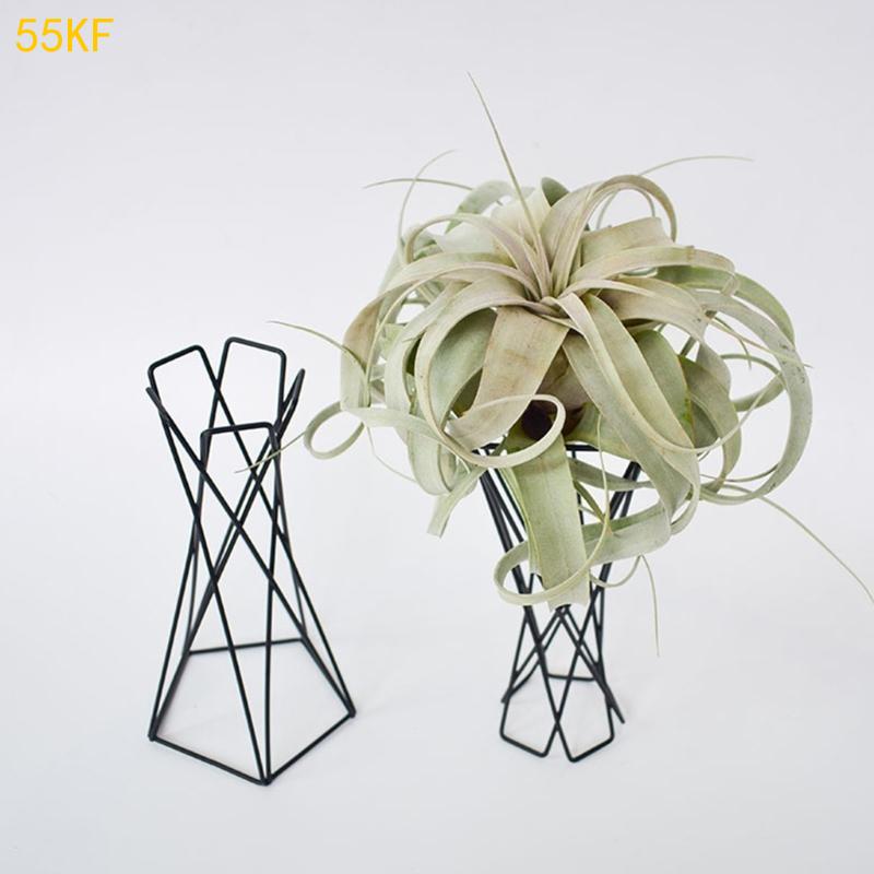 55kf Nórdico Planta ar nórdica - Air Plant Tillandsia avaliação e preço
