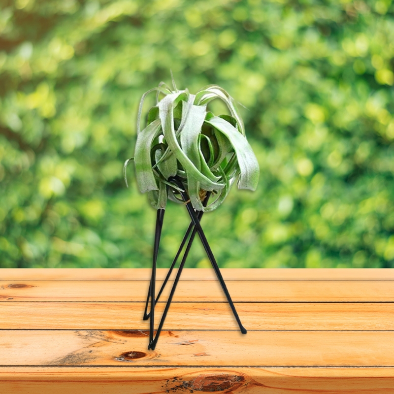 Suporte planta ar metal vaso f - Air Plant Tillandsia avaliação e preço