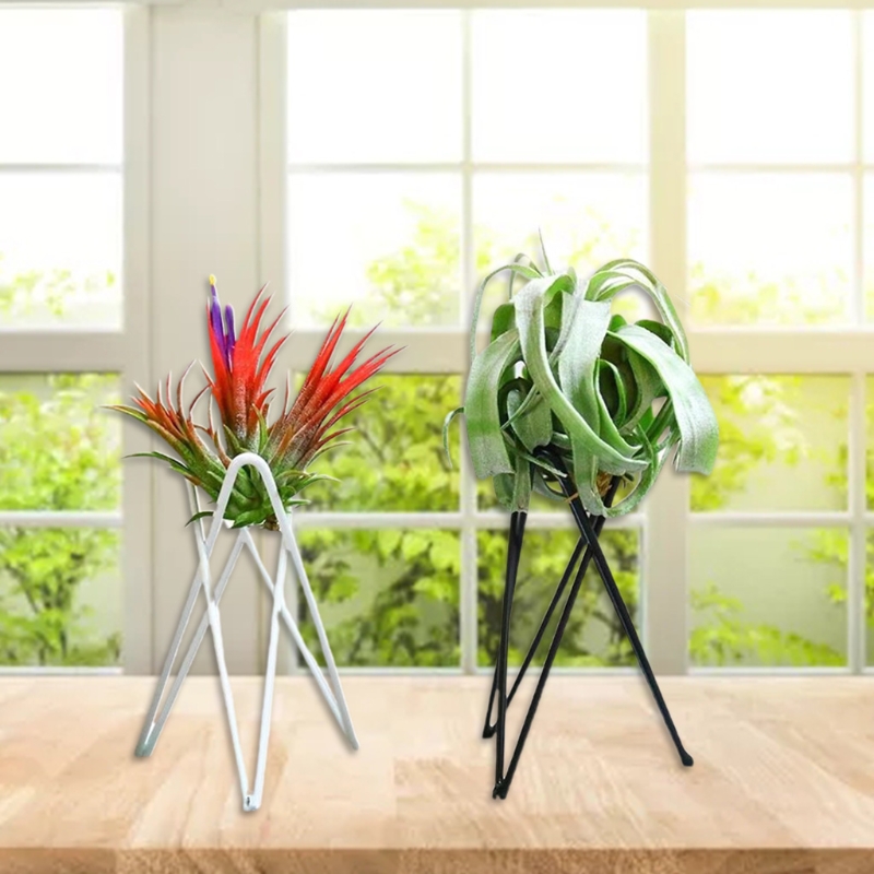 Suporte planta ar metal vaso f - Air Plant Tillandsia avaliação e preço