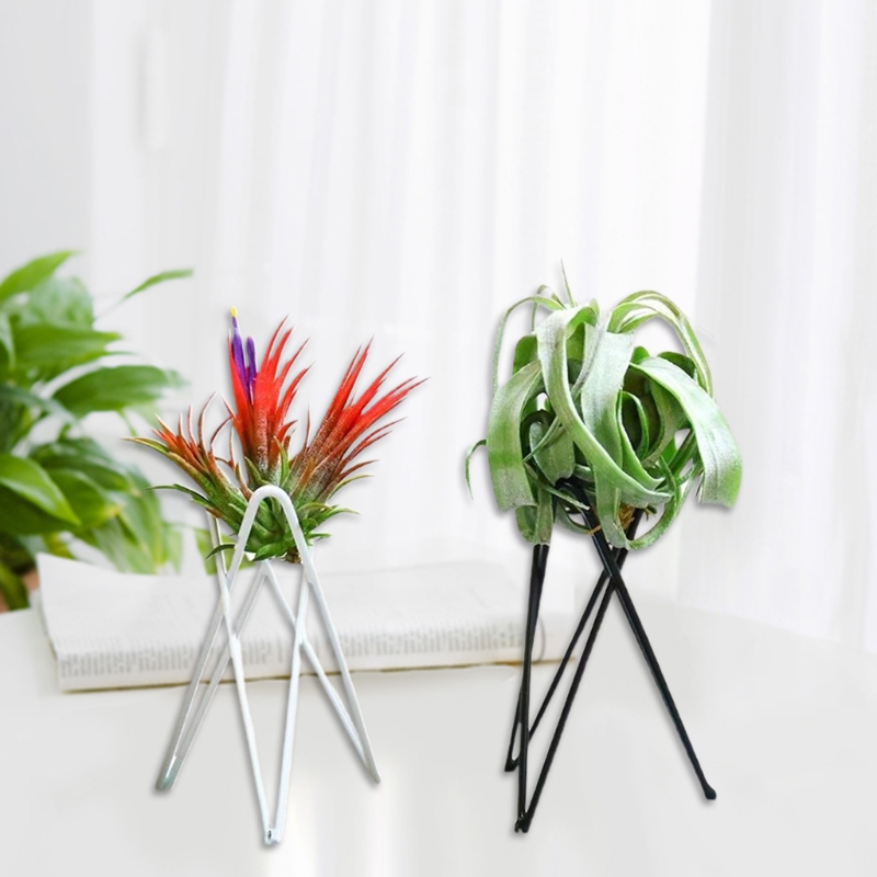 Suporte planta ar metal vaso f - Air Plant Tillandsia avaliação e preço
