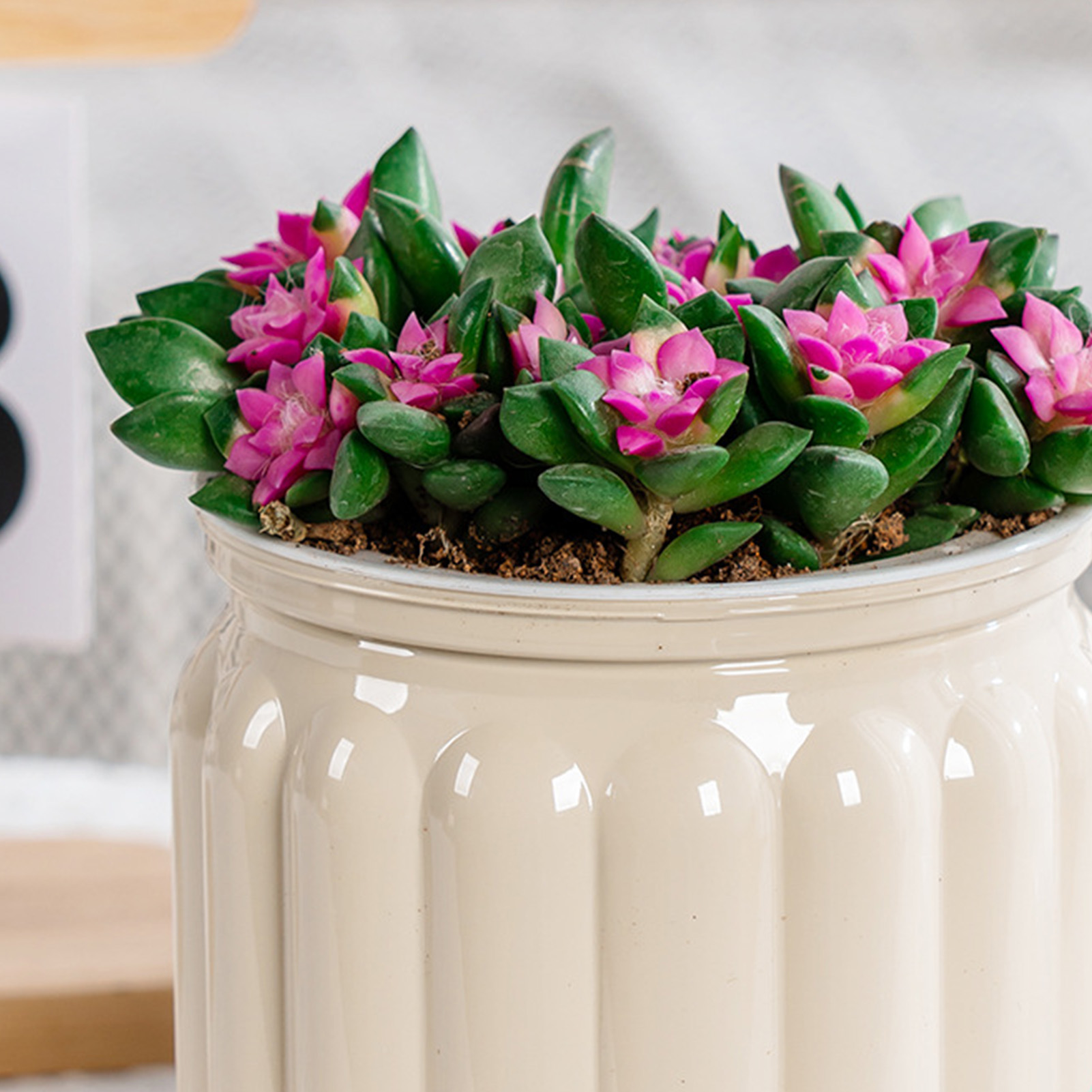 Elegante Self Watering Flowerp - Snake Plant Ceramic avaliação e preço
